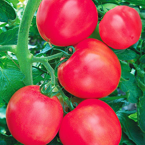 Помидор Калинка-малинка
