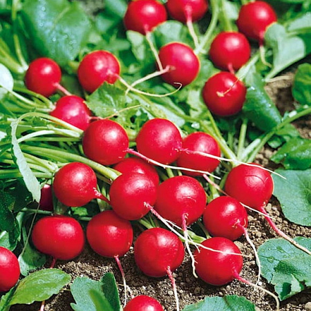 Фото Редис Тинто F1