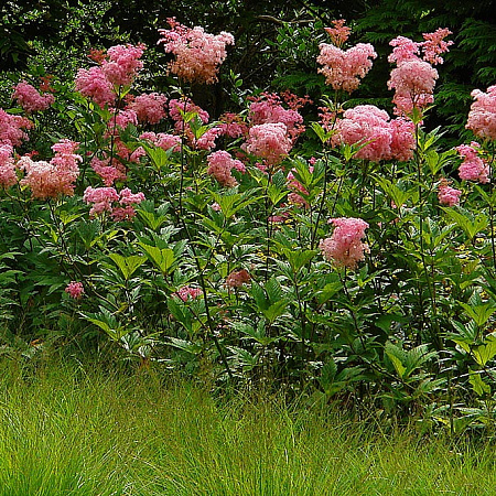 Фото Лабазник Венуста