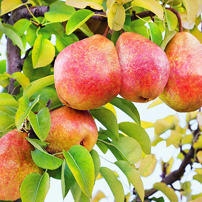 Груша Чусовая