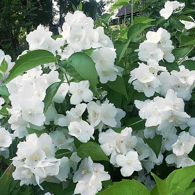 Жасмин Юннат