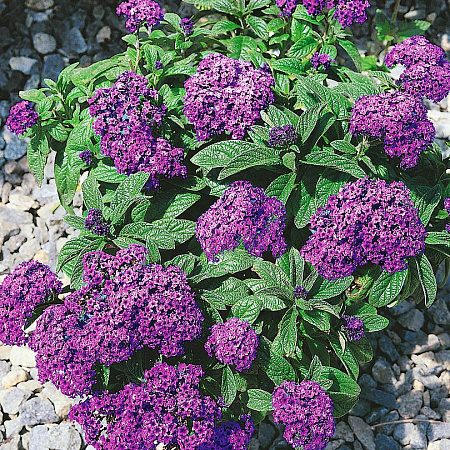 Фото Гелиотроп Марин