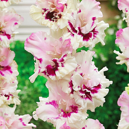 Фото Гладиолус Вишнёвый сироп