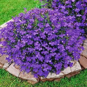 Лобелия Фиолетовый дворец