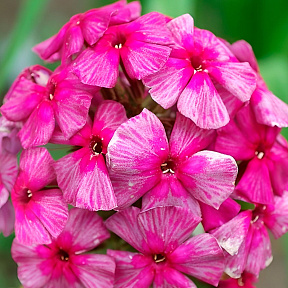 Флокс метельчатый Хозяйка медной горы