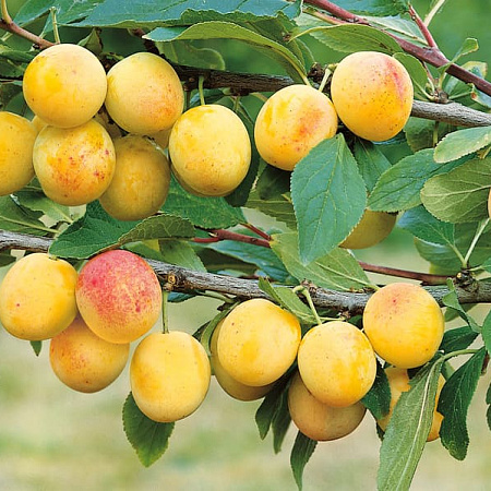 Фото Комплект полукарликовых слив №3: Маньчжурская красавица, Жемчужина Урала, Скромница