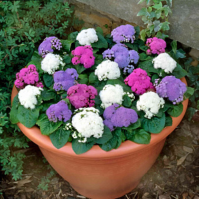 Агератум Мексиканский цветной ковёр