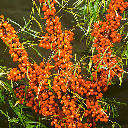 Фото Облепиха Улала