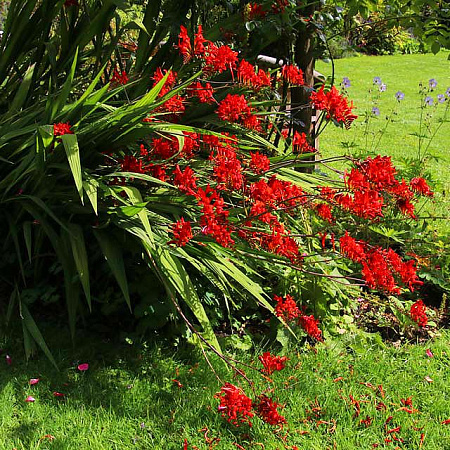 Фото Крокосмия Люцифер