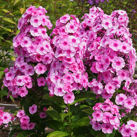 Фото Флокс метельчатый Фондант Фэнси