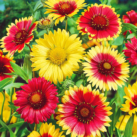 Фото Гайлардия остистая