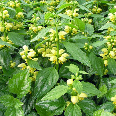 Фото Яснотка зеленчуковая