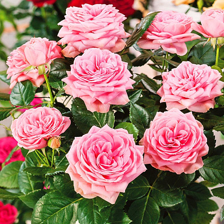 Фото Роза патио Розовый хит