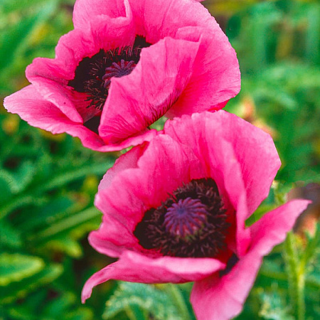 Фото Мак Малиновый