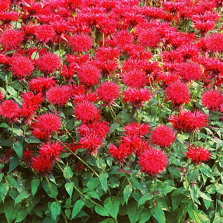 Фото Монарда Огненный шар