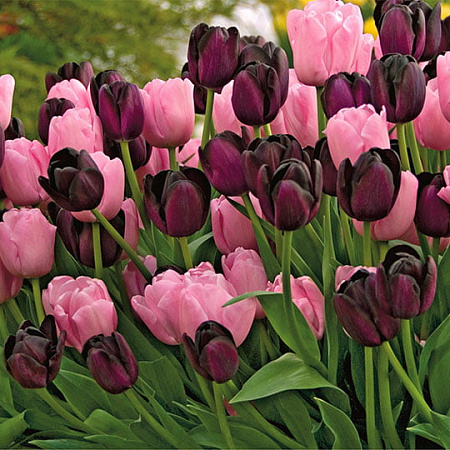 Фото Набор тюльпанов: Розовый Бриллиант, Королева ночи