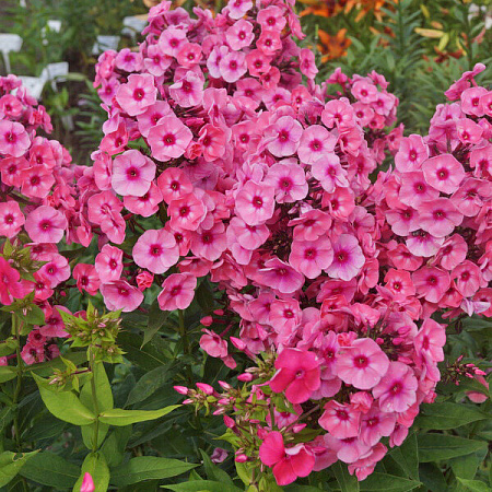 Фото Флокс метельчатый Ларисса