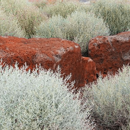 Фото Калоцефалус Брауна Серебряная подушка