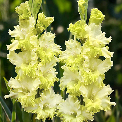 Гладиолус Тула