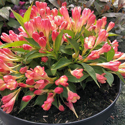 Вейгела Олл Саммер Пич