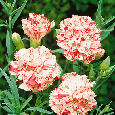 Гвоздика садовая Шабо Пёстрая фантазия