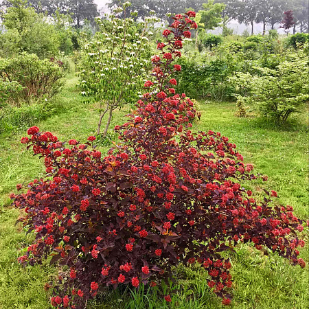 Фото Пузыреплодник Диабло Де Ор