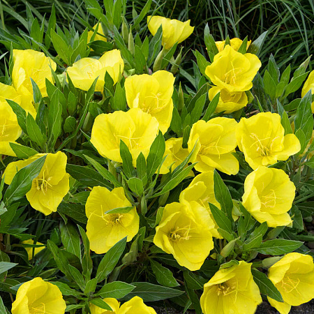 Фото Энотера миссурийская Жёлтая