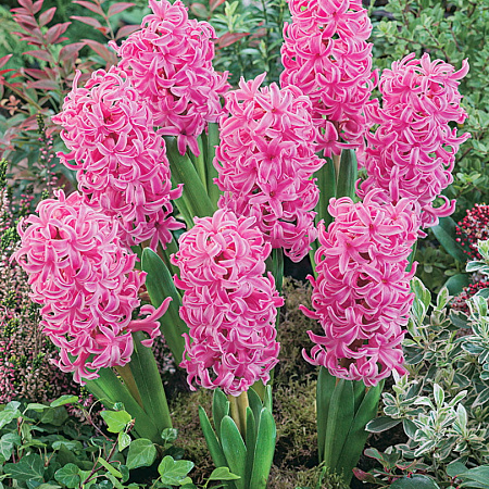 Фото Гиацинт Ангелочек