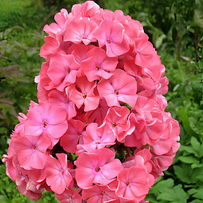 Флокс метельчатый Московская сказка