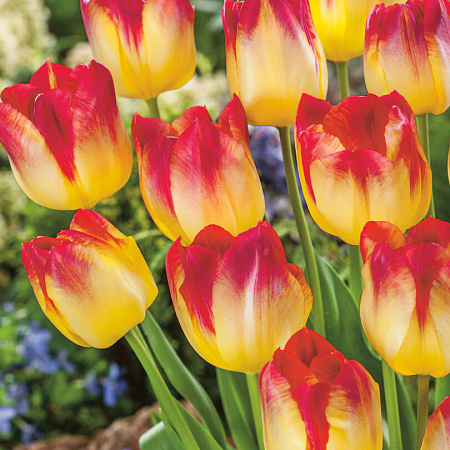 Фото Тюльпан Санкетчер