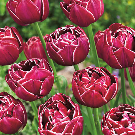 Фото Тюльпан Дрим тач