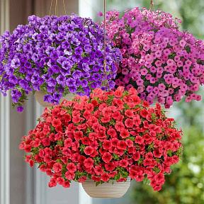 Набор супертуний №1