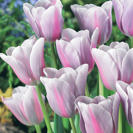 Фото Тюльпан Хранитель тайны