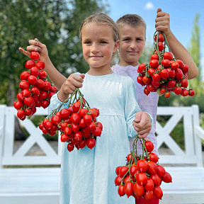 Помидор Амур-Амур