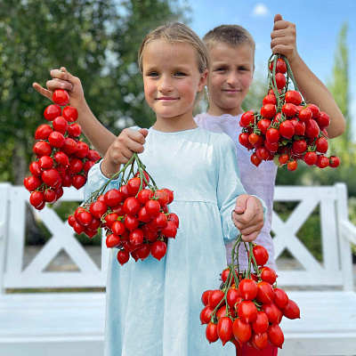 Помидор Амур-Амур