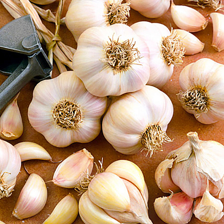 Фото Чеснок озимый Красноярский новый