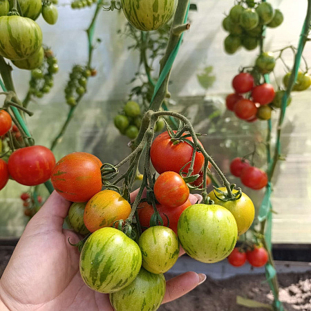 Фото Помидор Тигерелла