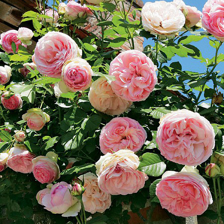 Фото Роза плетистая-клаймбер Пьер де Ронсар