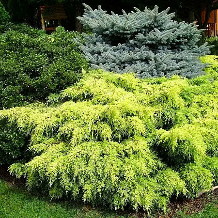 Фото Можжевельник средний Голд Стар