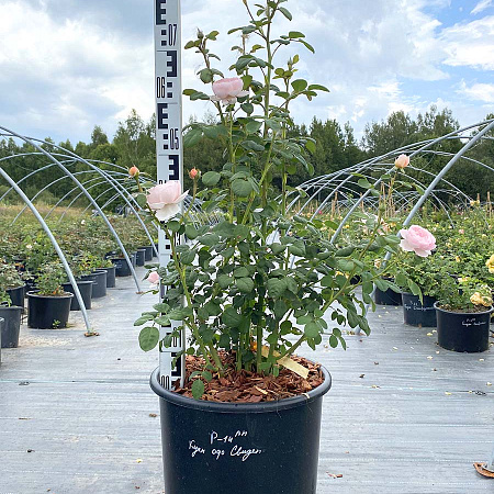 Фото Роза английская Куин оф Свиден