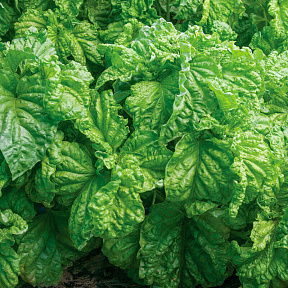 Базилик Тоскана