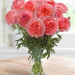 Лютик Романс Ноан