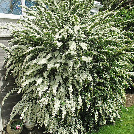 Фото Спирея ниппонская Сномаунд