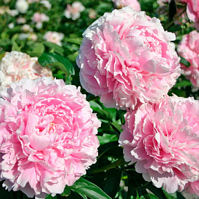 Пион Сара Бернар