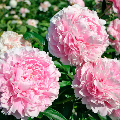 Пион Сара Бернар