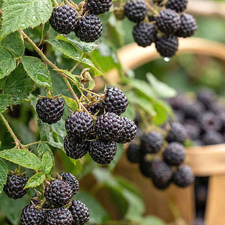 Фото Малина Черный бриллиант