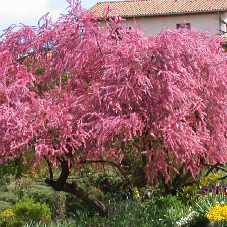 Фото Тамарикс четырехтычинковый