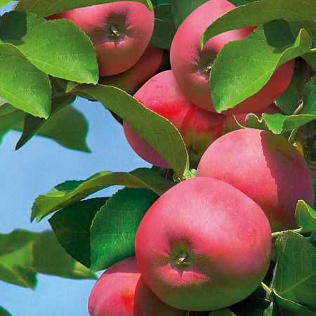 Фото Яблоня колонновидная Аркаим