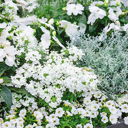 Фото Набор Белая метелица