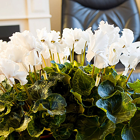 Фото Цикламен Оборки Белый